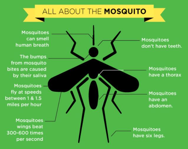 Mosquito Joe All about Mosquito facts