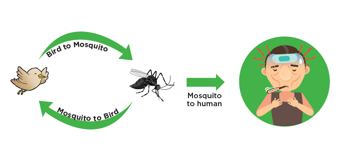 Mosquito disease transmission graphic
