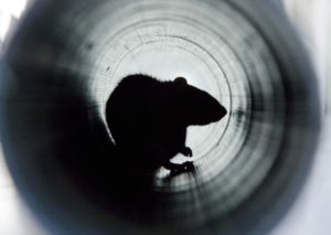 image of a small rodent hiding in the interior of a dark pipe